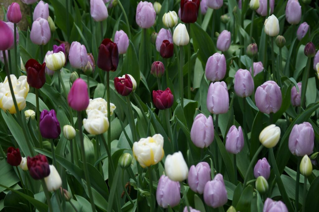 variety of purple gemstones