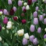 variety of purple gemstones